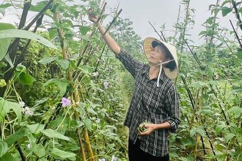 'Chắp cánh' cho phụ nữ trung niên phát triển vườn rau an toàn