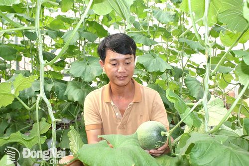 Khởi nghiệp với nông nghiệp đô thị