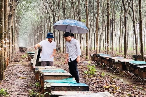 Phát huy hiệu quả liên kết sản xuất, tiêu thụ sản phẩm