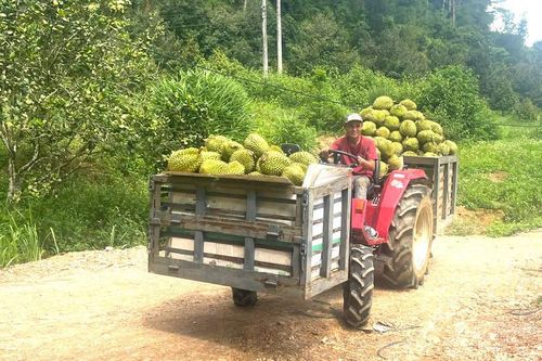 Khánh Sơn: Hướng đến phát triển nông nghiệp hữu cơ