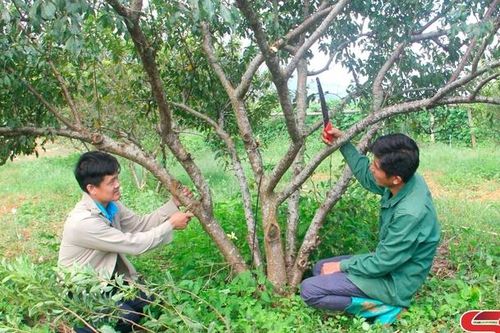 Phục hồi cây ăn quả sau thu hoạch