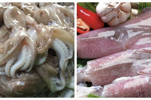 Xuất khẩu mực, bạch tuộc xuất khẩu sang Hàn Quốc sẽ tiếp tục tăng