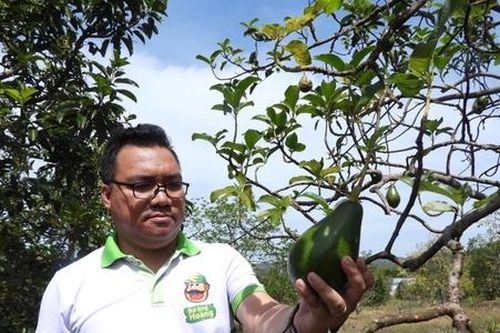 HTX khó nâng cao giá trị gia tăng vì 'bài toán' giống cây trồng