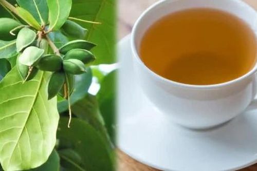 Công dụng ít biết đối với sức khỏe của lá bàng