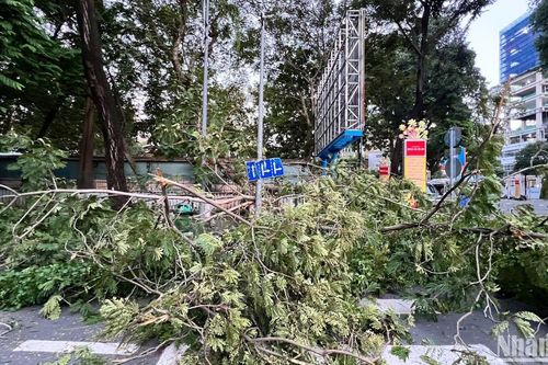 Thêm một vụ cây gãy nhánh tại trung tâm Thành phố Hồ Chí Minh