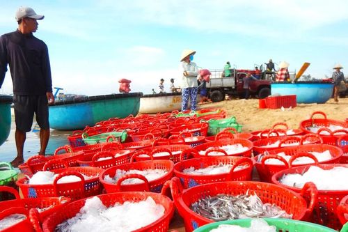Ninh Thuận: Ngư dân trúng đậm vụ cá Nam