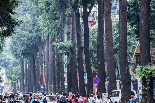 Hà Nội còn khoảng 8.000 cây cổ thụ trong nội thành