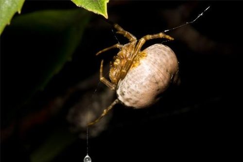 Phục lăn 10 cách săn mồi khéo léo nhất của động vật