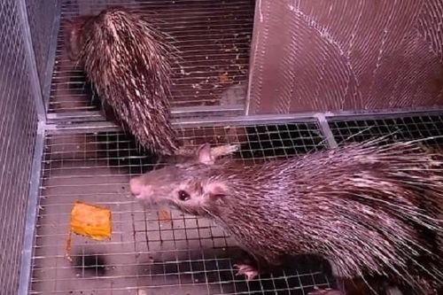 Nông dân Thanh Hóa nuôi 'đặc sản', bán giống tiền triệu mỗi con