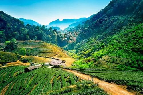Lạc lối ở Chiang Mai - Đóa hồng phương Bắc Thái Lan