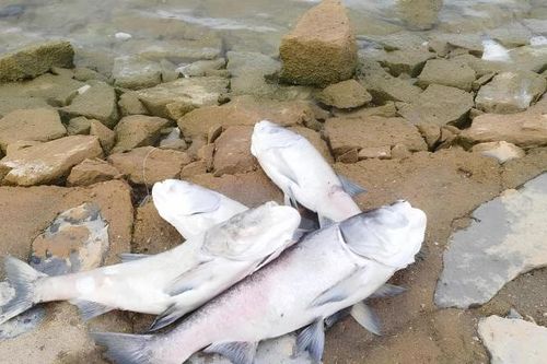 Vụ cá chết hàng loạt tại hồ thủy lợi lớn nhất Quảng Bình: Đã có kết quả xét nghiệm nước