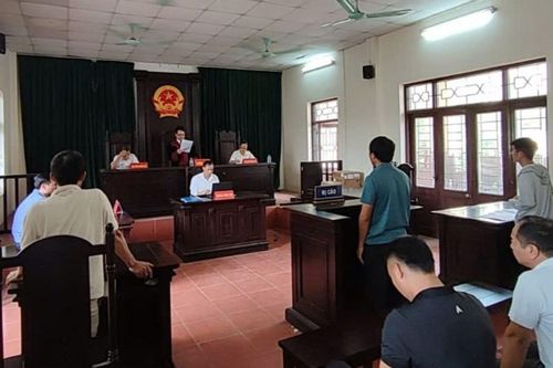 Tuyên án vụ hủy hoại gần 300 cây bưởi ở Hà Nội