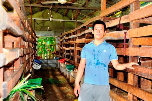 Bỏ trường y, chàng trai về quê khởi nghiệp nuôi hươu sao