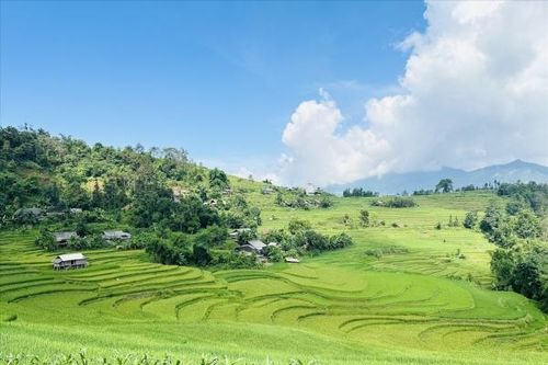 Chiêm ngưỡng vẻ đẹp ruộng bậc thang mùa lúa xanh ở Hoàng Su Phì