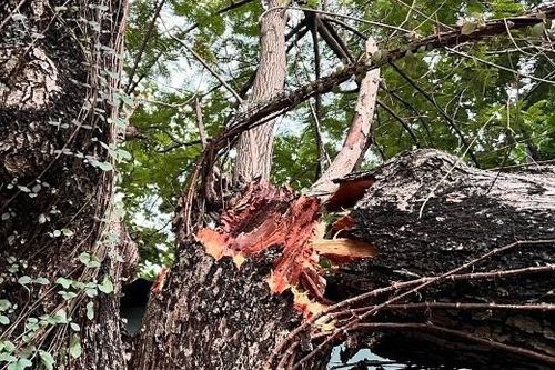 Cây gãy nhánh chắn ngang vỉa hè, lòng đường ở Hồ Con Rùa