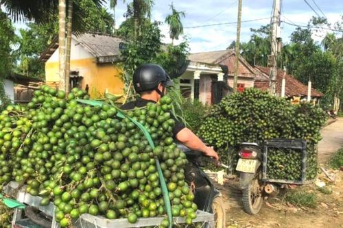 Trung Quốc tăng mua, cau Nghệ An tăng giá kỷ lục