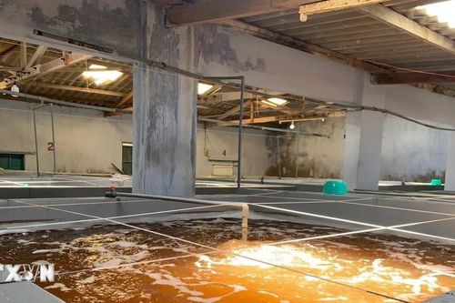 Ninh Thuận: Tăng thu hút đầu tư vào 2 vùng sản xuất giống thủy sản công nghệ cao