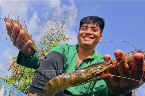 Mô hình tôm - lúa thuận thiên giúp nông dân thu lợi nhuận đáng kể