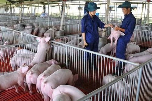 Phấn đấu đến 2025, giá trị xuất khẩu sản phẩm chăn nuôi đạt từ 1-1,5 tỷ USD