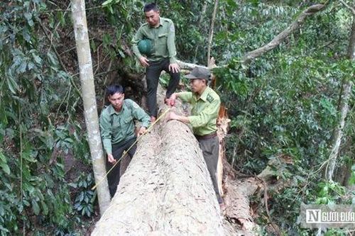 Bất cập trong công tác thu giữ, bảo vệ lâm sản quý