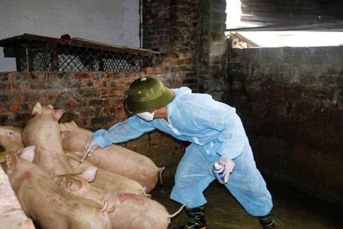 Quảng Ninh: Thử nghiệm vắc-xin phòng bệnh tả lợn châu Phi