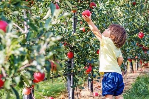 Người tiêu dùng Việt Nam được thưởng thức xuân đào Mỹ nhập khẩu chính ngạch