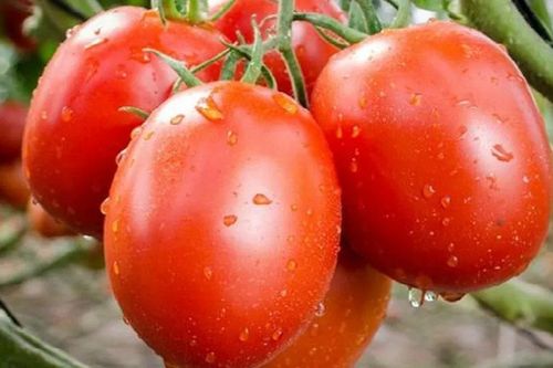 Giá nông sản hôm nay 14/8: Tiêu bật tăng trở lại; sầu riêng neo ở mức cao