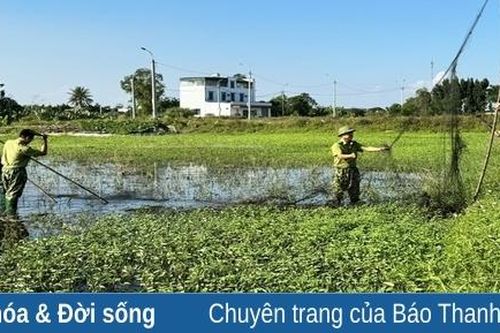 Thực hiện các giải pháp cấp bách bảo tồn chim di cư, chim hoang dã