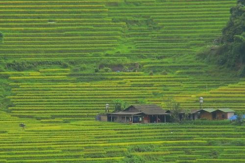 Mùa lúa chín sớm ở bản Lao Chải, Lào Cai