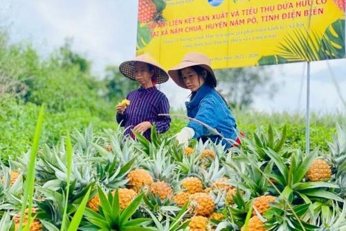 Mô hình hỗ trợ phát triển sản xuất giúp đồng bào dân tộc thiểu số nâng cao thu nhập, cải thiện đời sống