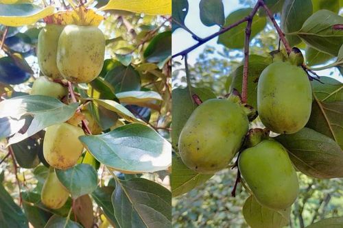 Dự kiến sản lượng hồng đặc sản Gia Thanh ước đạt trên 2.000 tấn