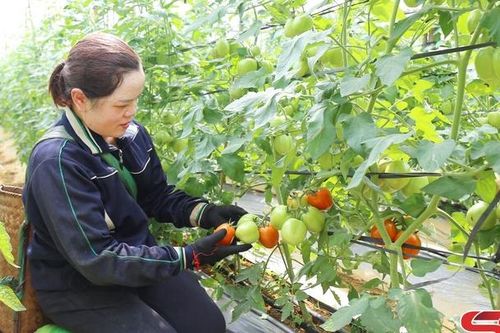 Nông sản Vân Hồ được mùa, được giá