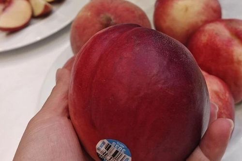 Trái cây mọng nước - 'đặc sản mùa hè nước Mỹ' lần đầu có mặt tại Việt Nam