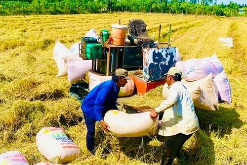Cần lắm 'nhạc trưởng' điều phối ngành lúa gạo