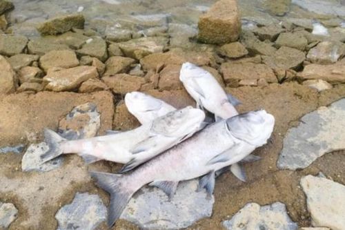 Cá chết hàng loạt ở hồ Rào Đá nhưng chất lượng nước 'vẫn nằm trong giới hạn cho phép'