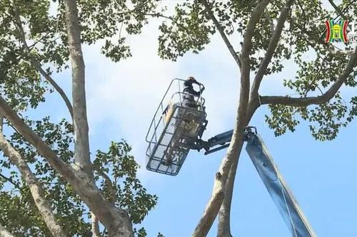 TP.HCM kiểm tra toàn diện an toàn cây xanh