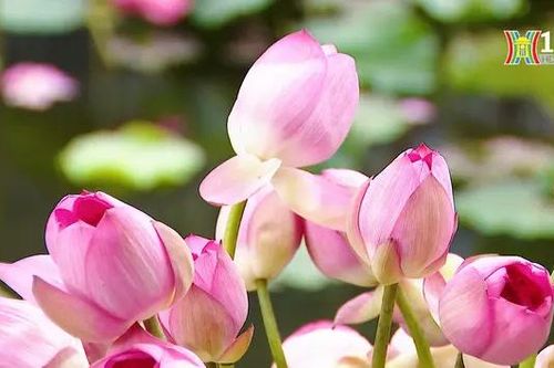 Khôi phục sen Bách Diệp Tây Hồ