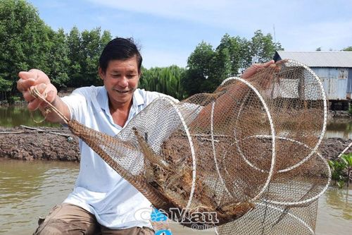Khẳng định thế mạnh tôm sinh thái
