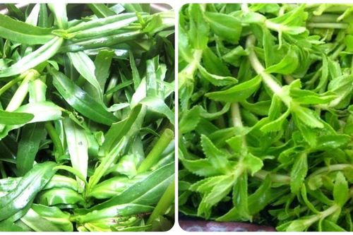 Cây rau ngổ chữa bệnh gì?