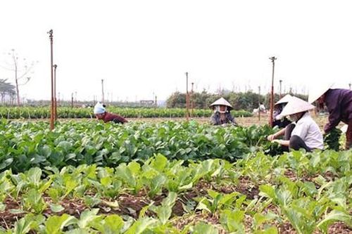 Mê Linh đưa tiến bộ khoa học kỹ thuật đến với nông dân
