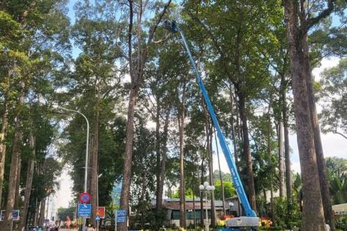 Cây cổ thụ trong đô thị: Cần có hướng quản lý phù hợp