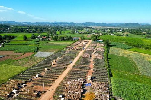 Dân chê không ở, 2 khu tái định cư tiền tỷ thành nơi... chăn bò