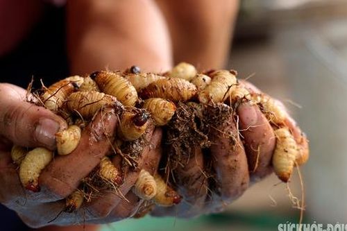 Cận cảnh quy trình nuôi đuông dừa béo múp giữa sông Hồng
