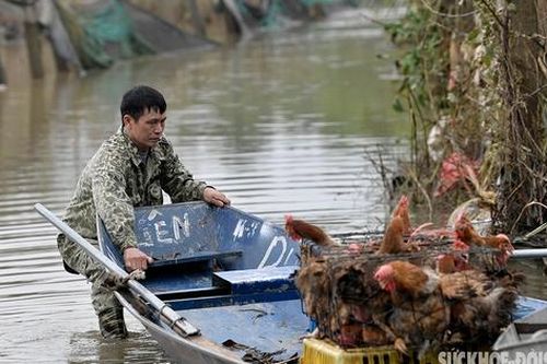 Nước sông Hồng dâng cao, người dân bãi giữa chèo thuyền đi học, đi làm