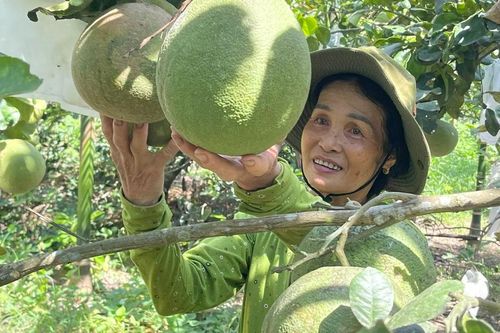 Trái cây VietGAP- hướng đi nhiều triển vọng