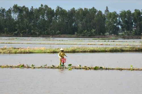Long An: Xử lý 129 trường hợp sử dụng xung điện khai thác thủy sản