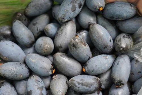 Thủ phủ quả ngon nức tiếng mất mùa