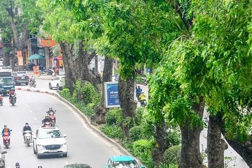 Cách nào để bảo vệ hơn 8.000 cây cổ thụ tại Hà Nội?