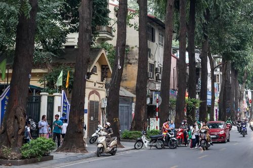 Hà Nội có hơn 8.000 cây cổ thụ, nhiều cây bước sang tuổi già cỗi