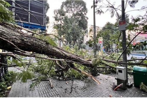 Vì sao TPHCM đã có thiết bị 'siêu âm' cây xanh mà chưa sử dụng?